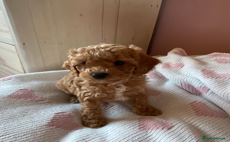 Cavapoochon dogs 🐾 Adorable F1b Cavapoochon Puppies- Ready Soon!🐾 - Advert 5