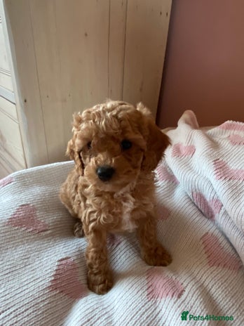 Cavapoochon dogs 🐾 Adorable F1b Cavapoochon Puppies- Ready Soon!🐾 - Advert 3