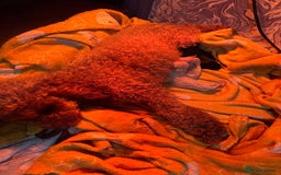 Miniature Poodle dogs for sale: Toy poodle full pedigree for sale - Image 2