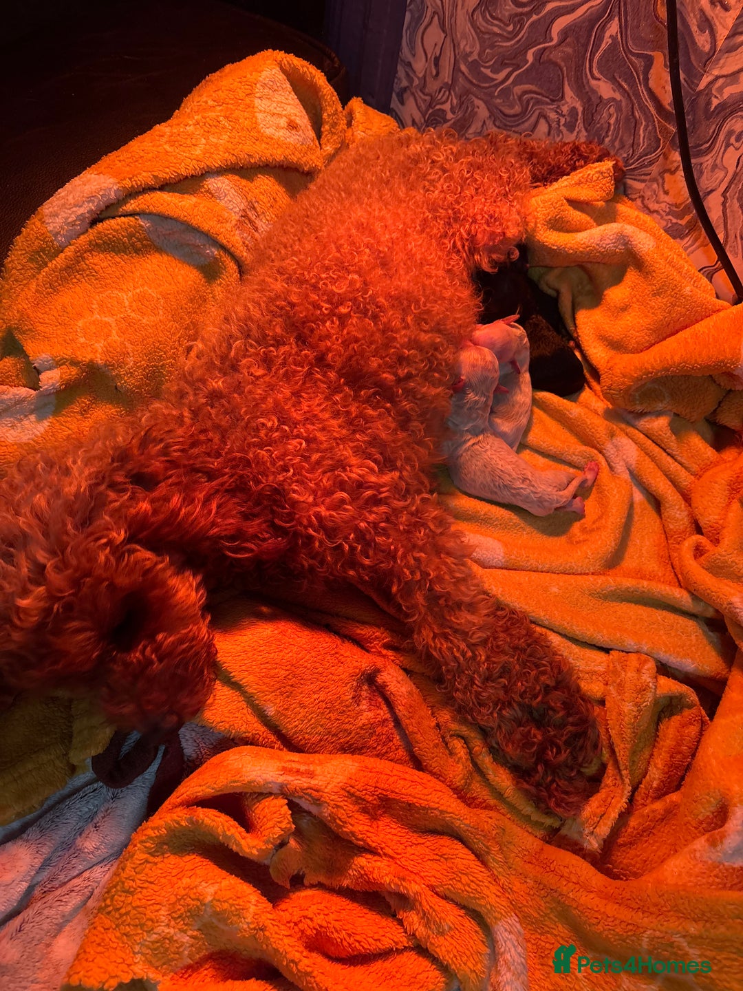 Miniature Poodle dogs for sale: Toy poodle full pedigree for sale - Image 2