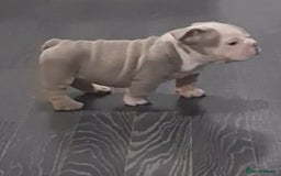 English Bulldog dogs for sale: Kc reg British bulldogs  - Image 6