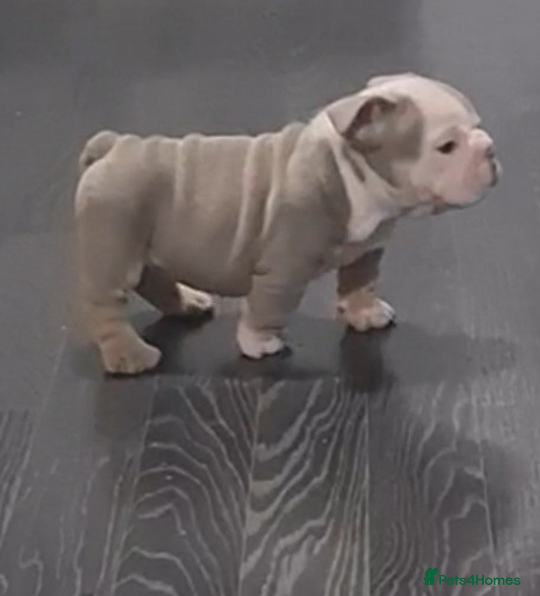 English Bulldog dogs for sale: Kc reg British bulldogs  - Image 6