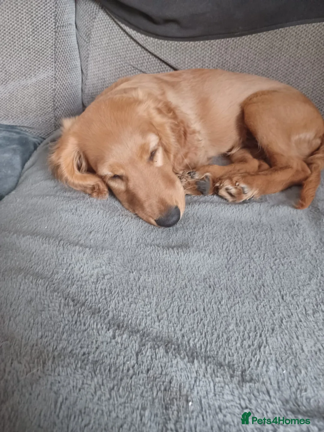 Cockapoo dogs for sale: One F2 miniature cockapoo puppy left! - Advert 2