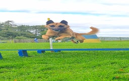 Belgian Shepherd Dog dogs for stud: BVA HEALTH TESTED, Proven, KC, BSD Malinois stud in Treorchy - Image 4