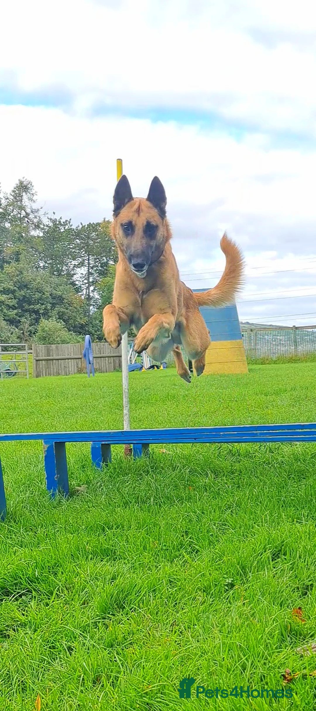 Belgian Shepherd Dog dogs for stud: BVA HEALTH TESTED, Proven, KC, BSD Malinois stud in Treorchy - Image 4