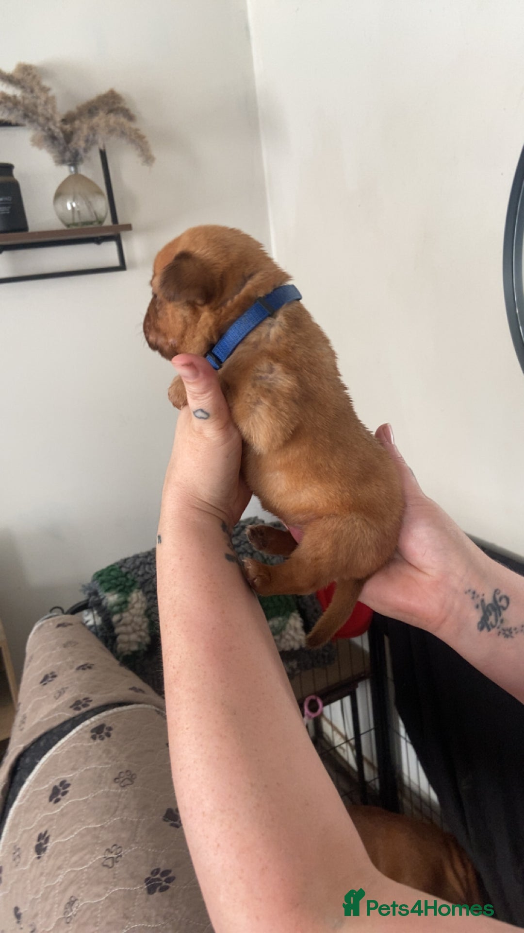Dogue De Bordeaux dogs for sale: Dogue de bordeaux puppies - Image 11