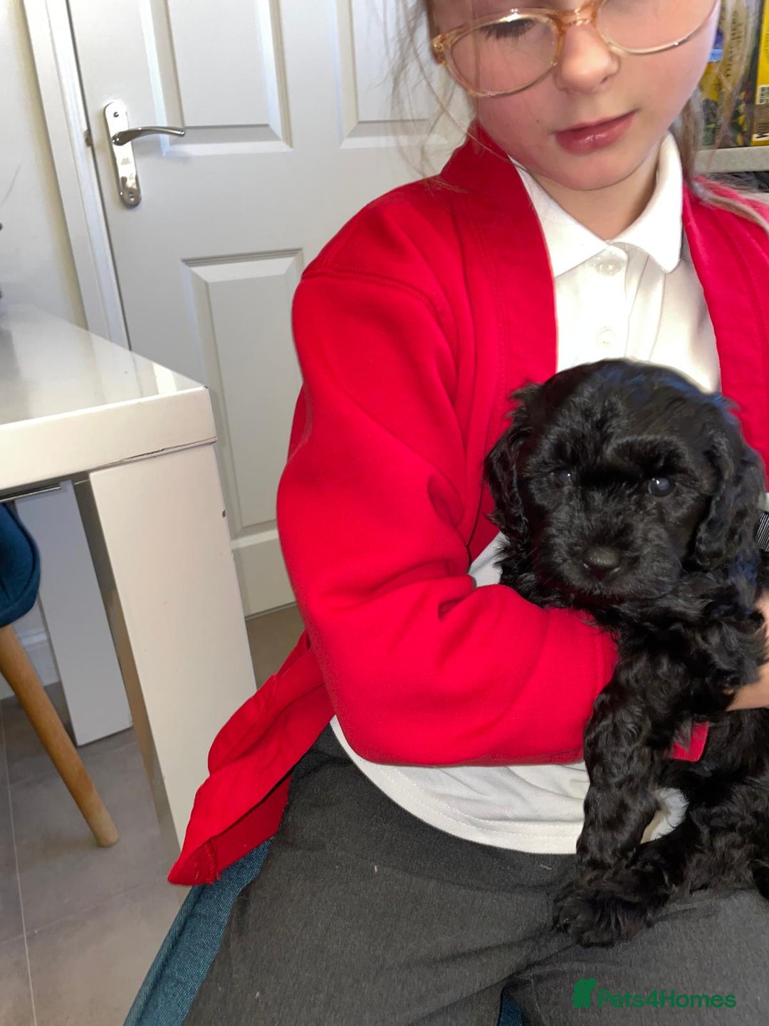 Cavapoochon dogs for sale: 6 cavapooschon puppies ready to go 18th January  - Advert 7