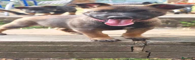 Belgian Shepherd Dog Puppy 5
