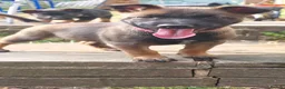 Belgian Shepherd Dog dogs for sale: Ringsport fci knpv malinois price reduced  - Advert 10