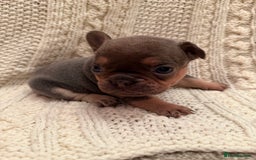 French Bulldog dogs for sale: 5 KC registered French Bulldogs🐾 - Image 12