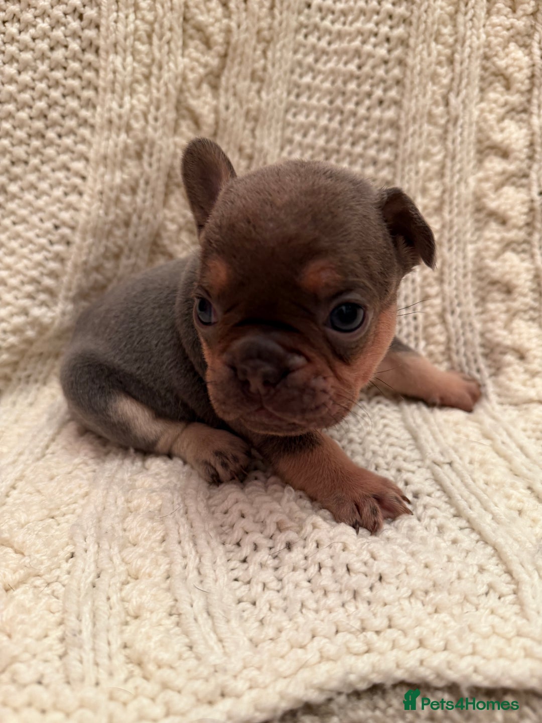 French Bulldog dogs for sale: 5 KC registered French Bulldogs🐾 - Image 12