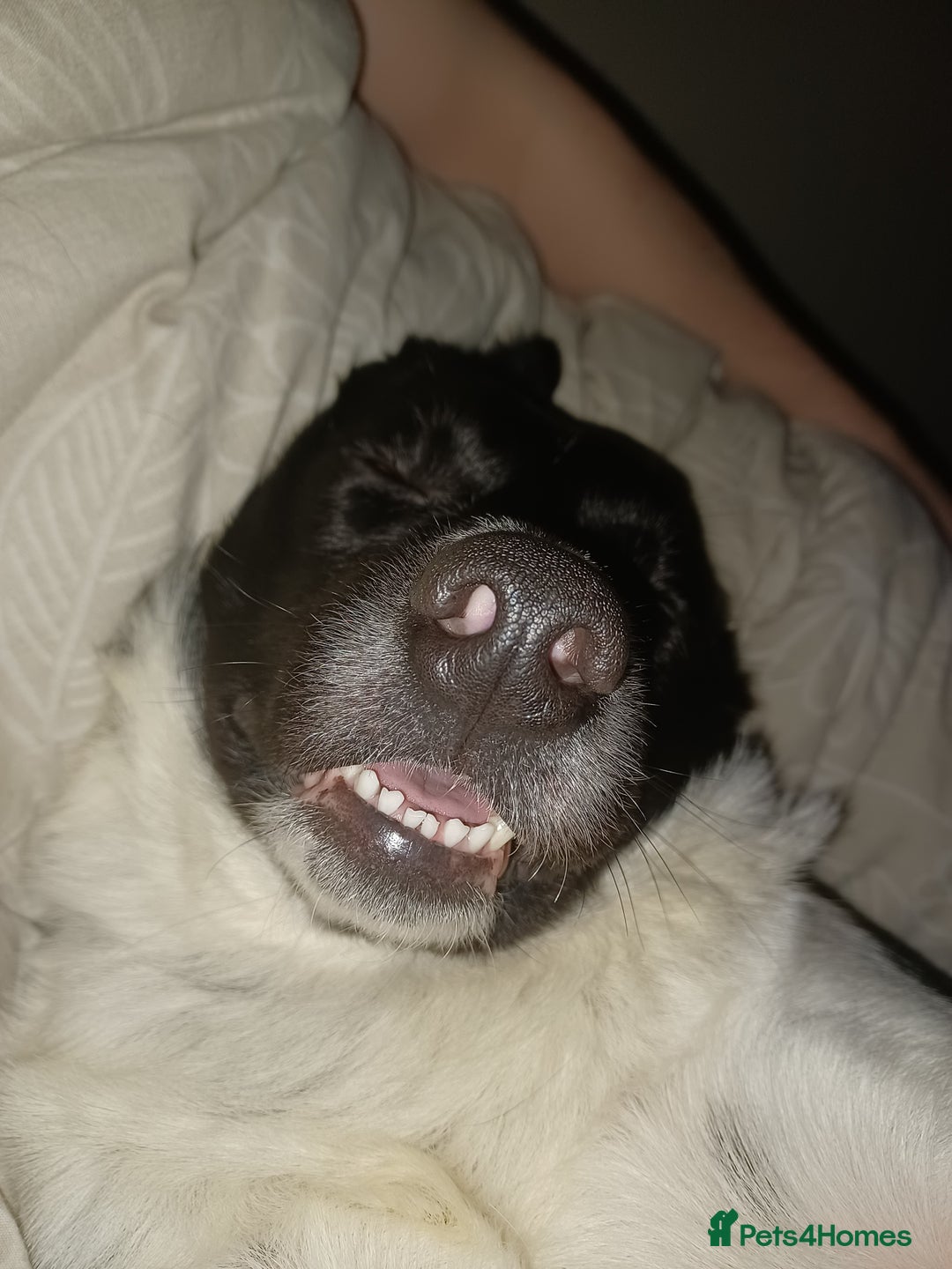 Border Collie dogs for sale: Border collie needs loving home - Advert 6