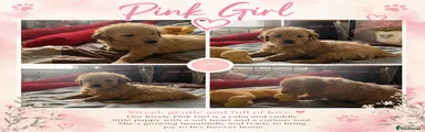 Golden Retriever Pink Collar Girl
