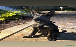Belgian Shepherd Dog dogs for sale: Max the Dutch shepherd  - Image 4