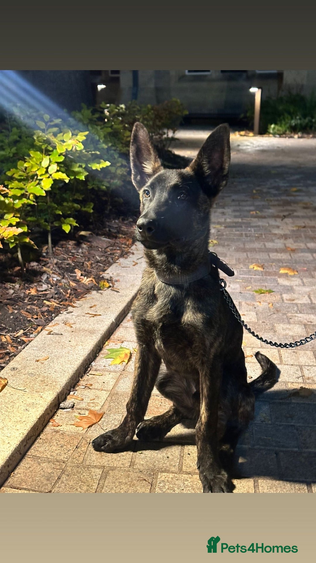 Belgian Shepherd Dog dogs for sale: Max the Dutch shepherd  - Image 4