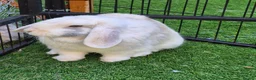Lionhead rabbits for sale: Baby lion head, mini lop and angora lionhead in Retford - Advert 4