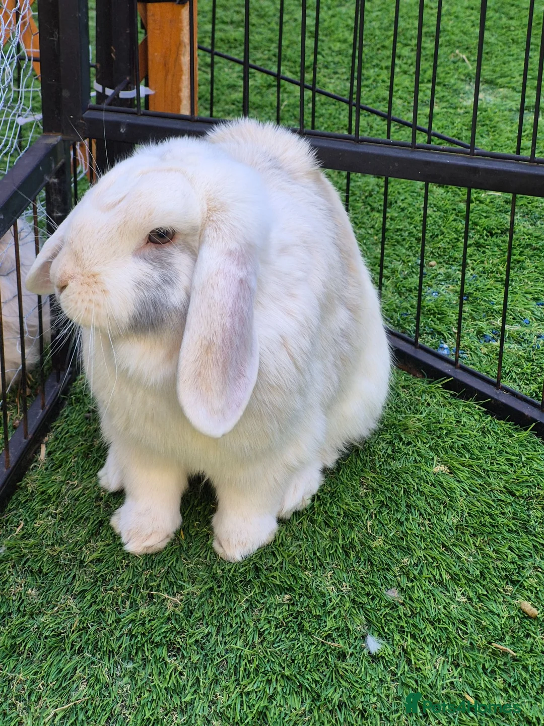 Lionhead rabbits for sale: Baby lion head, mini lop and angora lionhead in Retford - Advert 4