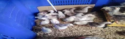 Chickens poultry for sale: Chickens,pullets and turkey's  - Advert 4