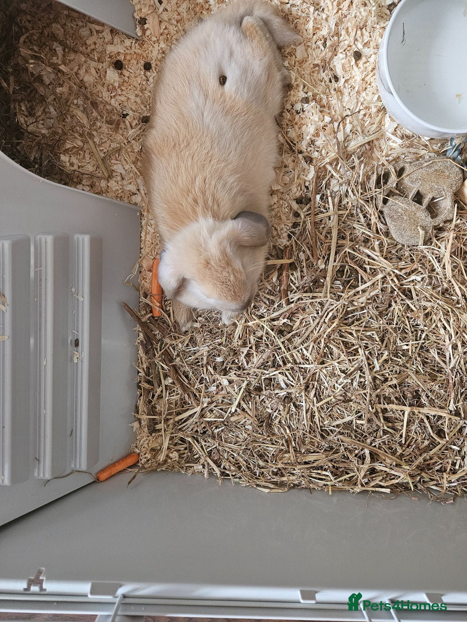 English Lop rabbits 8 month old female rabbit - Advert 2
