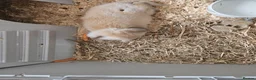English Lop rabbits for sale: 8 month old female rabbit - Advert 1