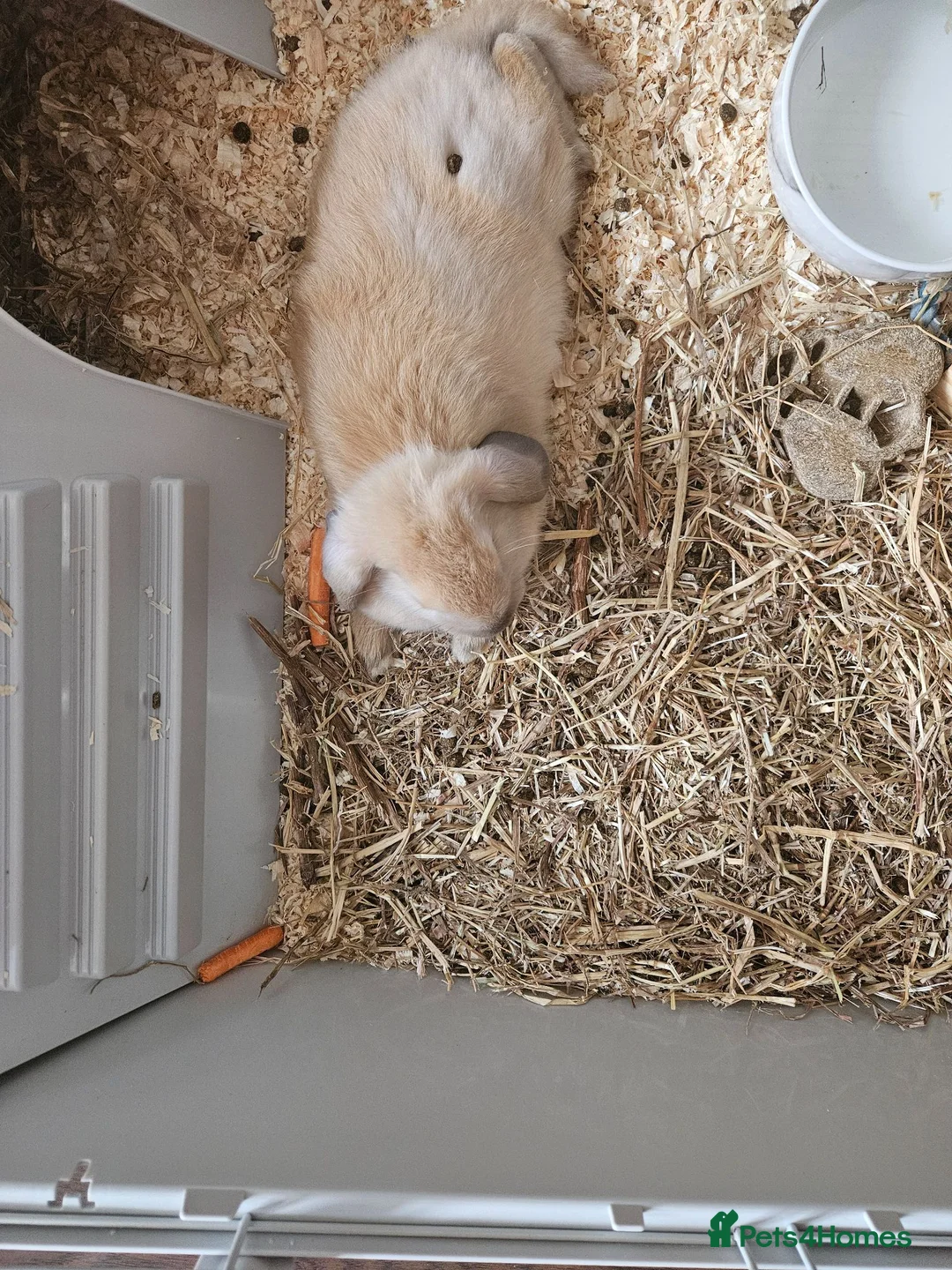English Lop rabbits for sale: 8 month old female rabbit - Advert 1