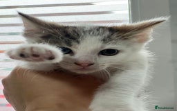 British Shorthair cats for sale: Lovely British shorthair  - Image 3