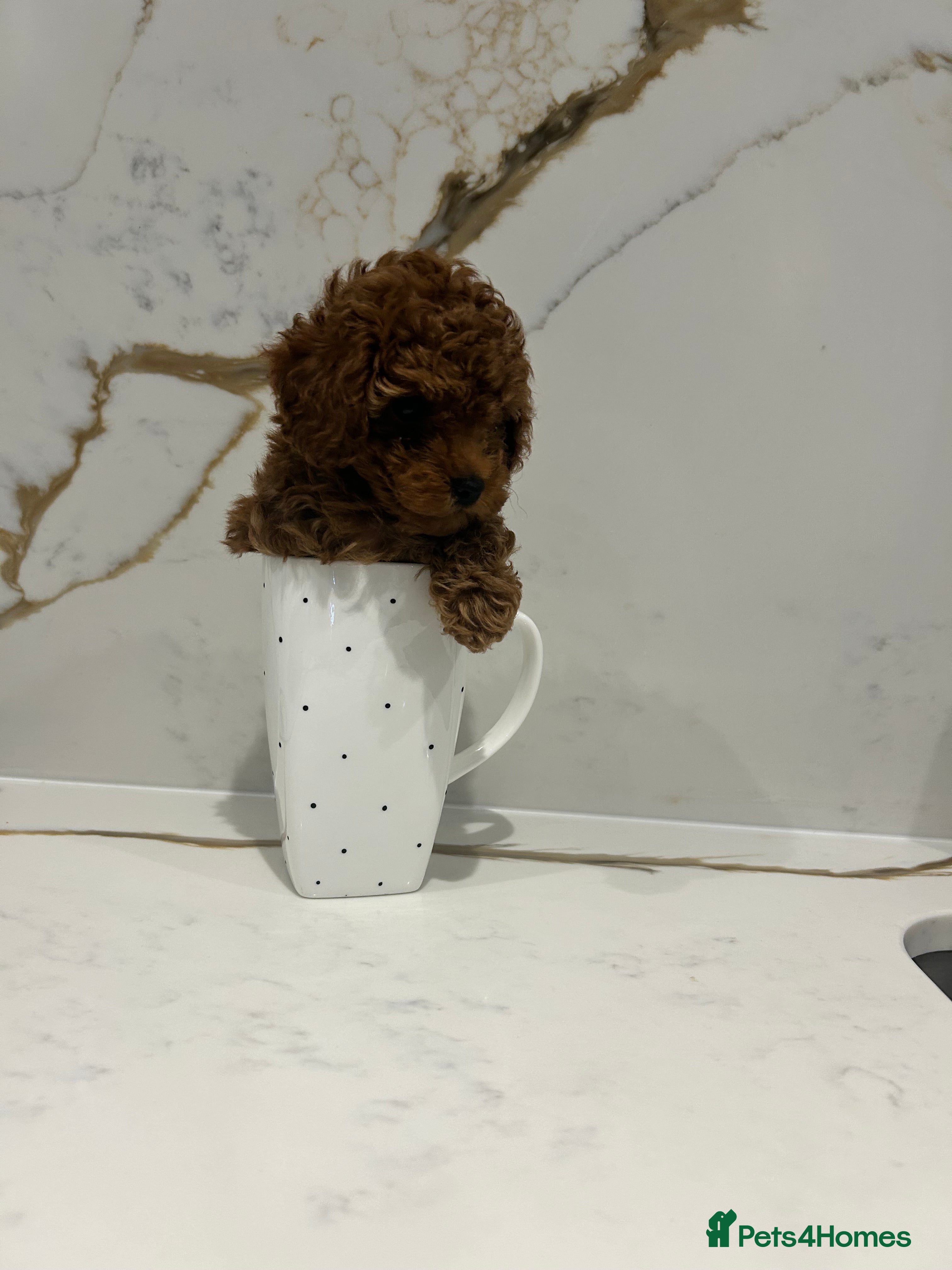 Toy Poodle dogs Very tiny fox red boy. Ready from 16th of December - Advert 5