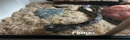 Corn Snake reptiles for sale: Baby Corn Snakes of various colours. in Hastings - Advert 2