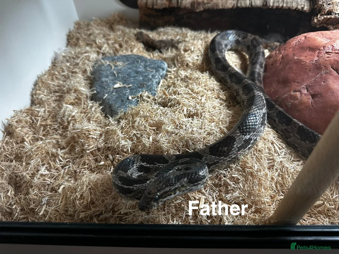 Corn Snake reptiles for sale: Baby Corn Snakes of various colours. in Hastings - Advert 2