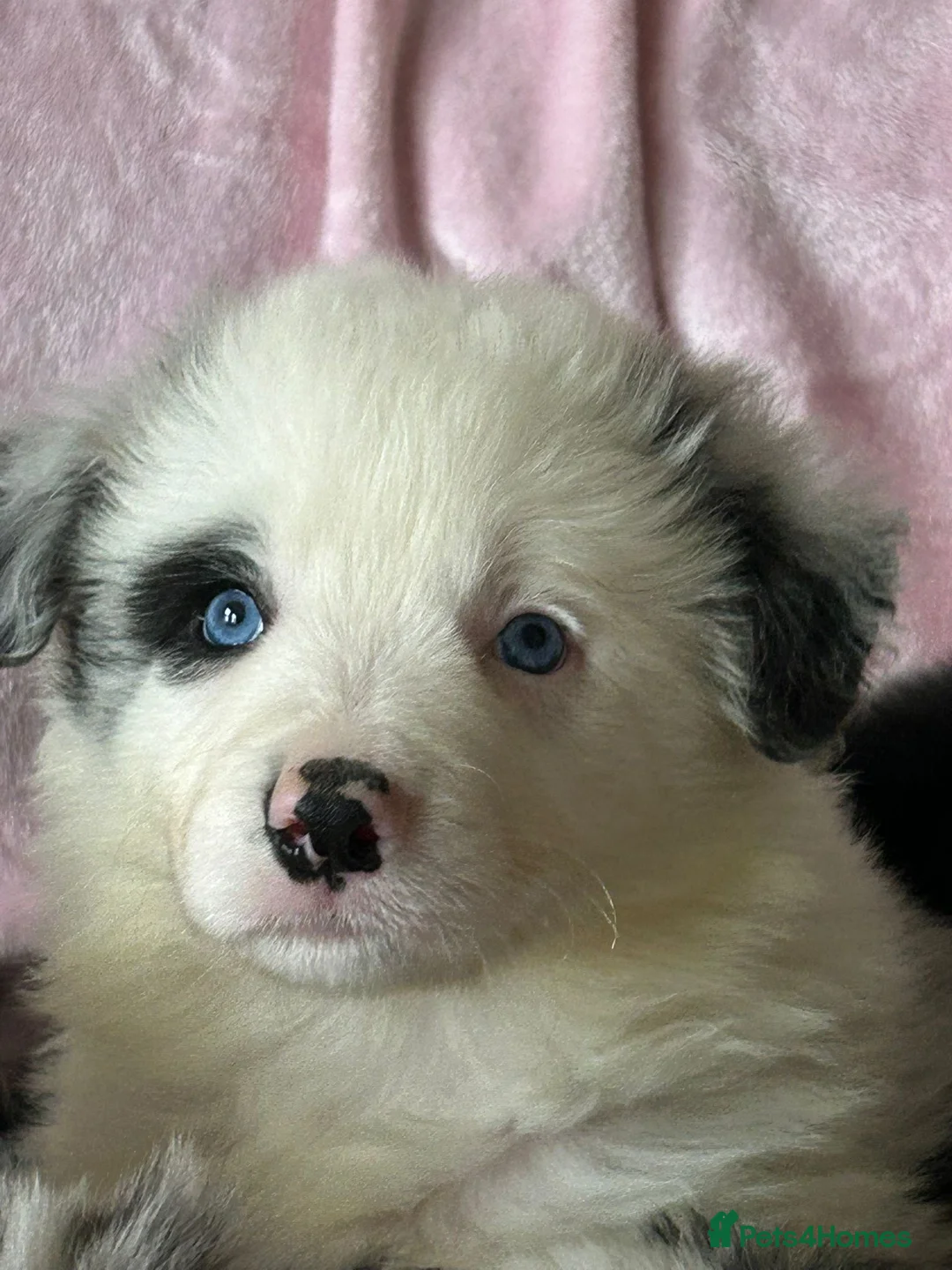 Border Collie dogs for sale: Stunning KC Reg Health Tested Border Collies - Advert 20