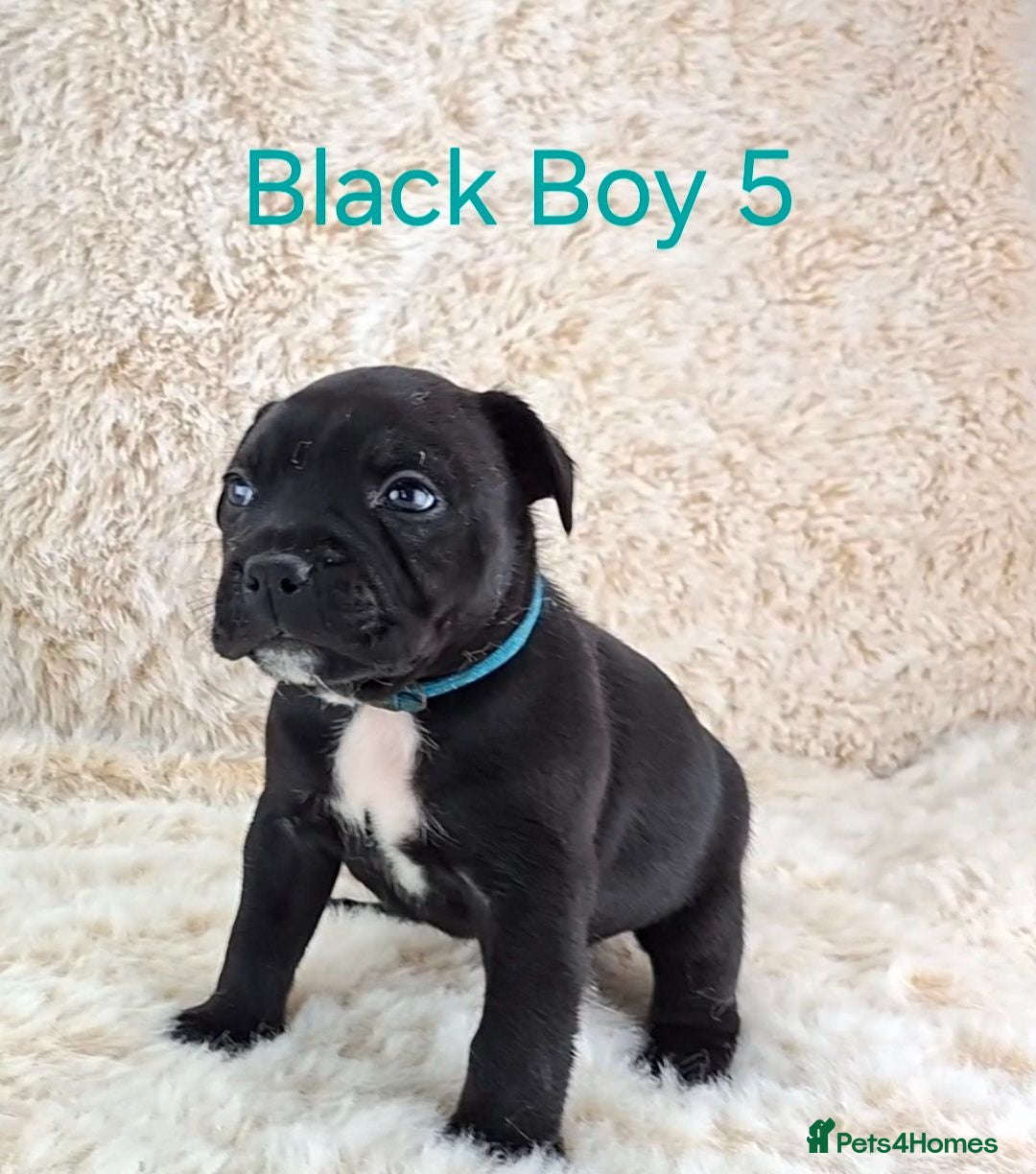 Staffordshire Bull Terrier dogs Classic Staffordshire Bull Terrier Puppies  - Advert 2