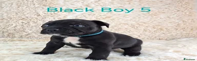 5 🩵. Black Staffordshire Bull Terrier Boy