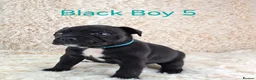 Staffordshire Bull Terrier dogs for sale: Classic Staffordshire Bull Terrier Puppies  - Advert 22