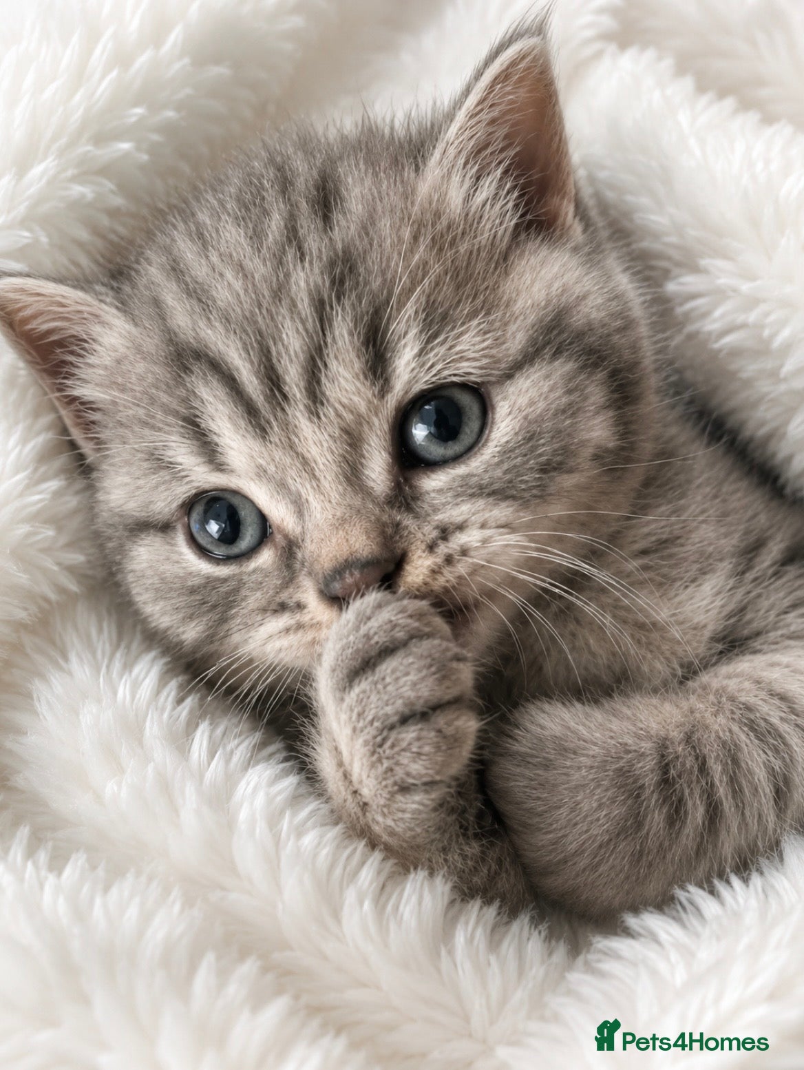 British Shorthair cats 🏆 CHAMPION BLOODLINE.🏆BLUE BRITISH SHORTHAIR !!! - Advert 1