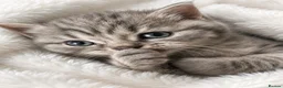 British Shorthair cats for sale: 🏆 CHAMPION BLOODLINE.🏆BLUE BRITISH SHORTHAIR !!! - Advert 3