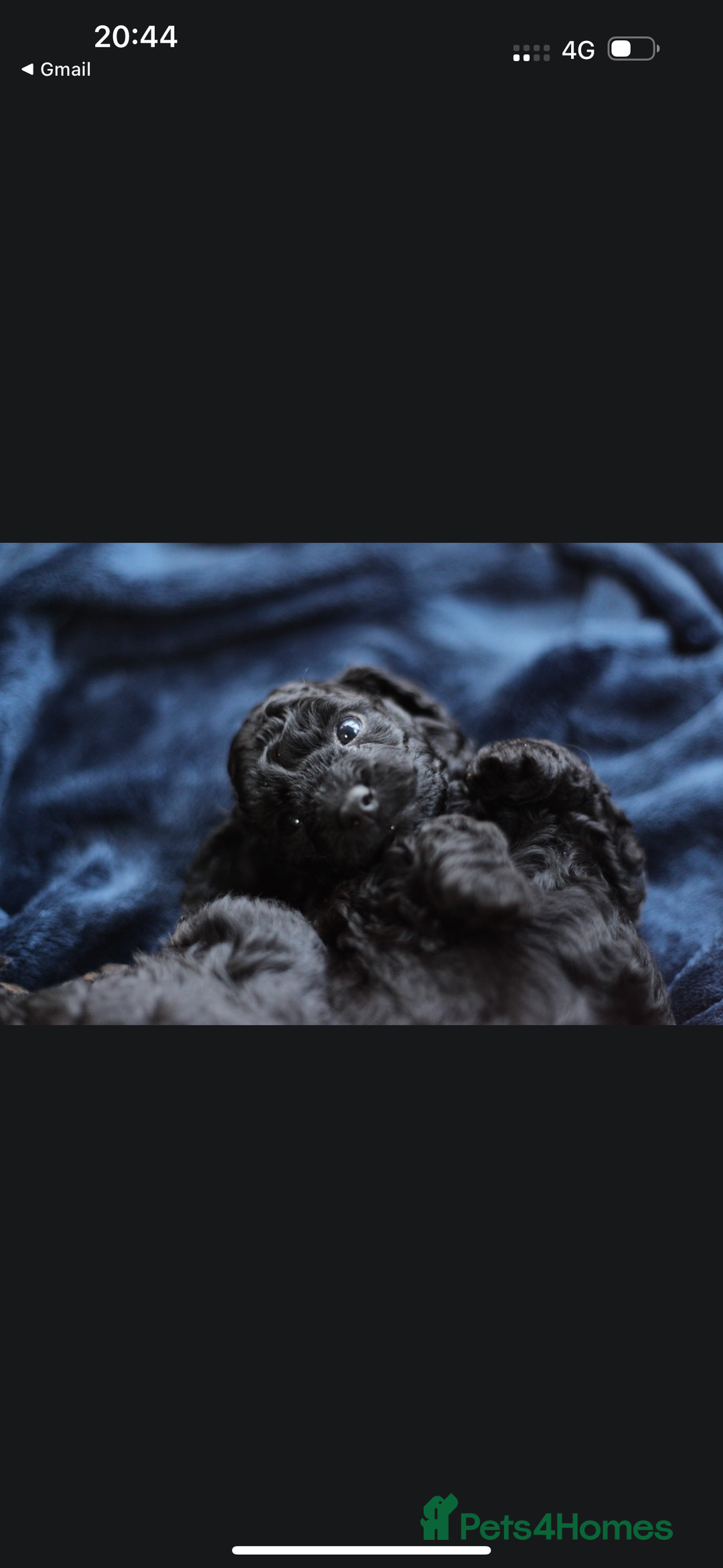 Poochon dogs for sale: Beautiful Poochon Pups Home Bred second litter - Advert 21