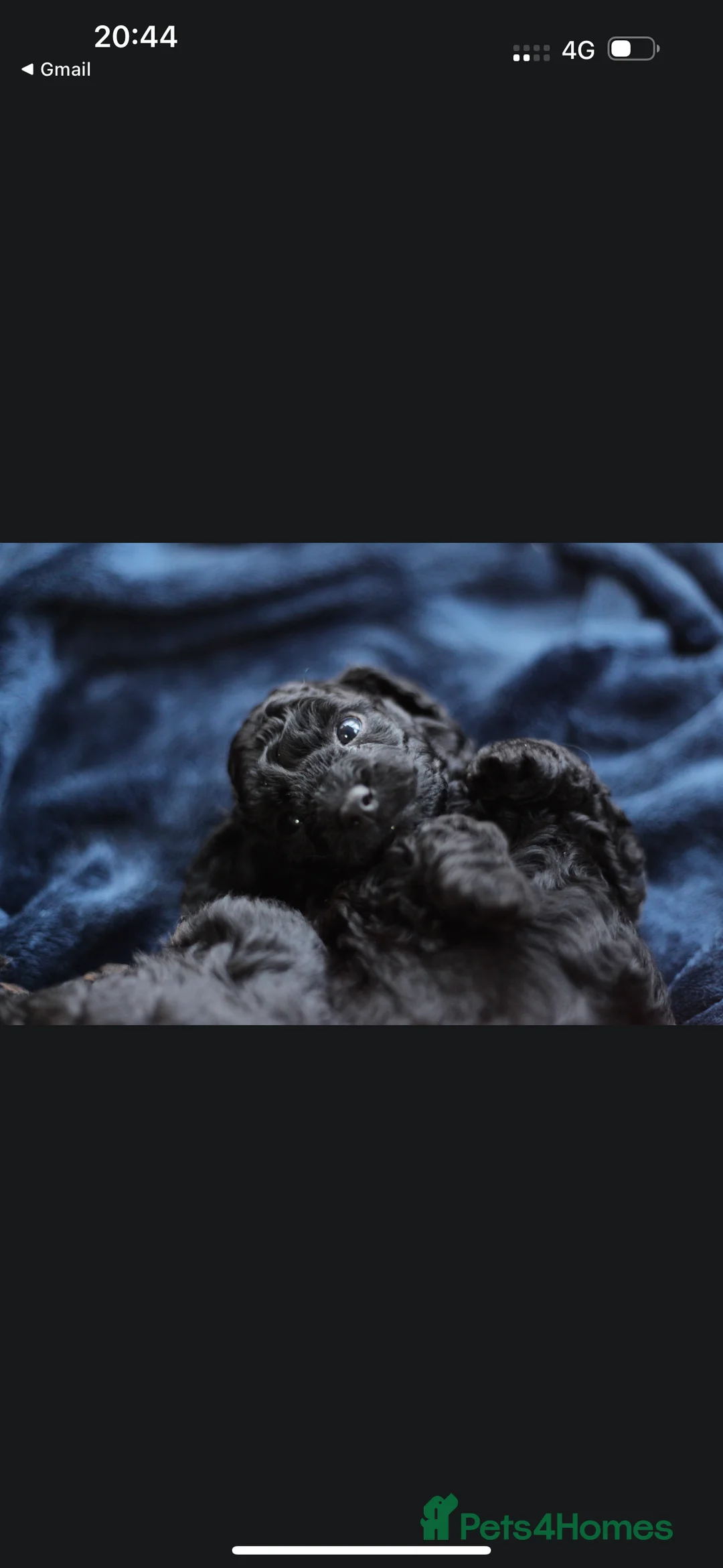 Poochon dogs for sale: Beautiful Poochon Pups Home Bred second litter - Advert 21