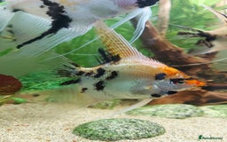 Angelfish fish for sale: Koi Angelfish - Image 12