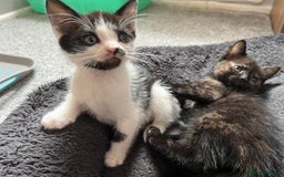 Mixed Breed cats for sale: 1 male 1 female kittens - Image 5
