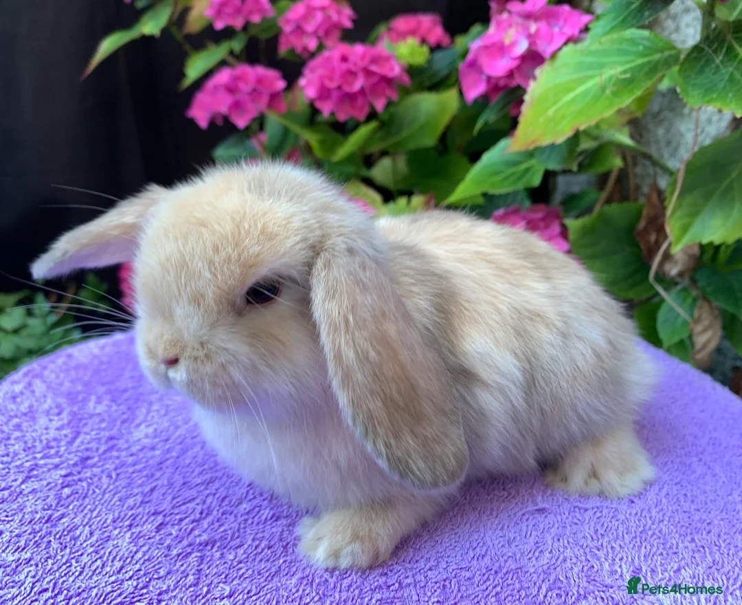 Mini Lop rabbits for sale: Gorgeous baby mini lop boys ready now in Paisley - Advert 2
