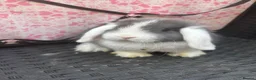 Mini Lop rabbits for sale: Ready to leave 8 week old baby mini lops in Frome - Advert 23