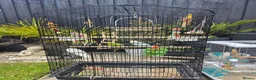 Budgerigars birds for sale: Breeding couple with Cage and lots of accessories - Advert 4