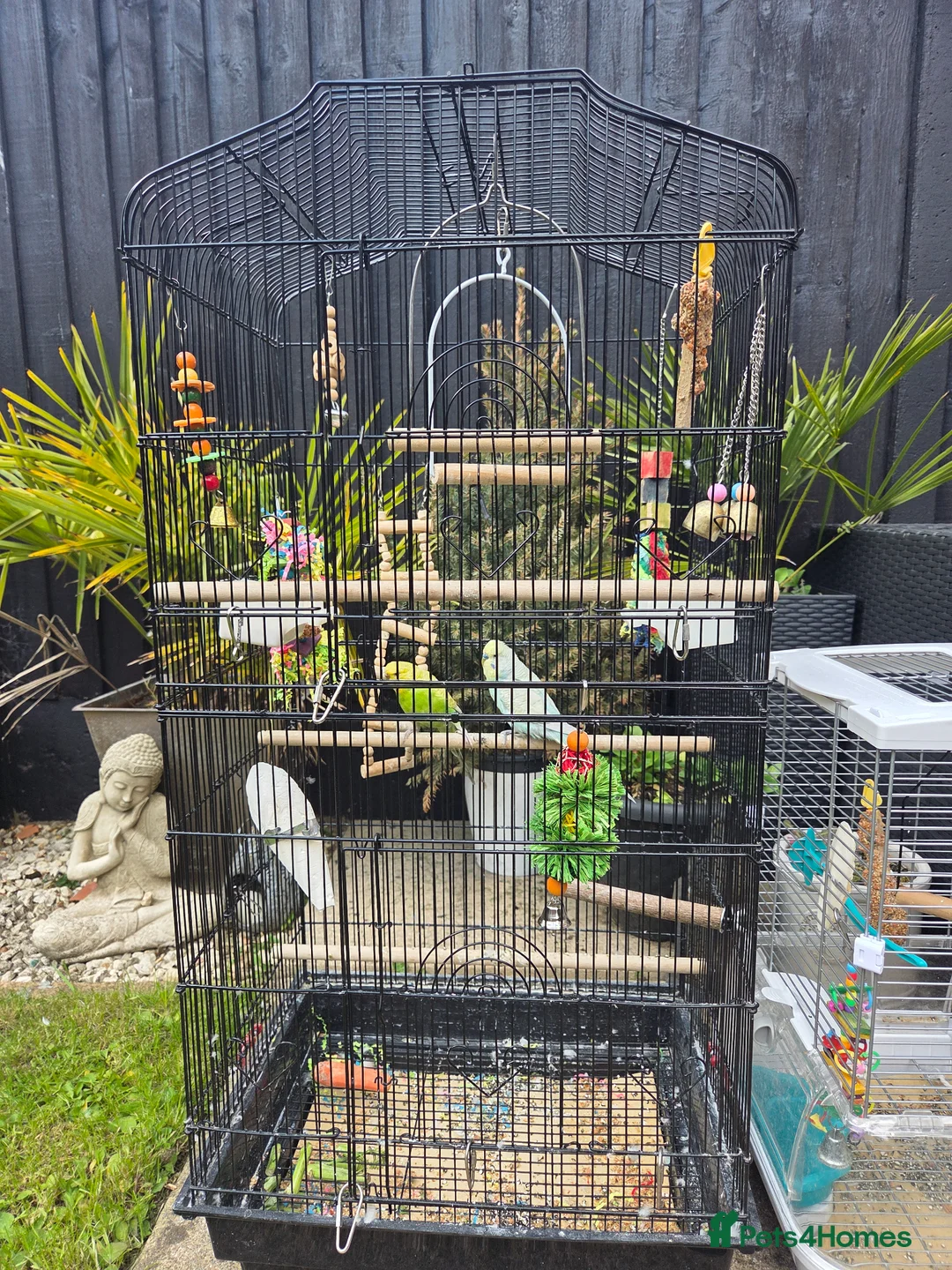 Budgerigars birds for sale: Breeding couple with Cage and lots of accessories - Advert 4
