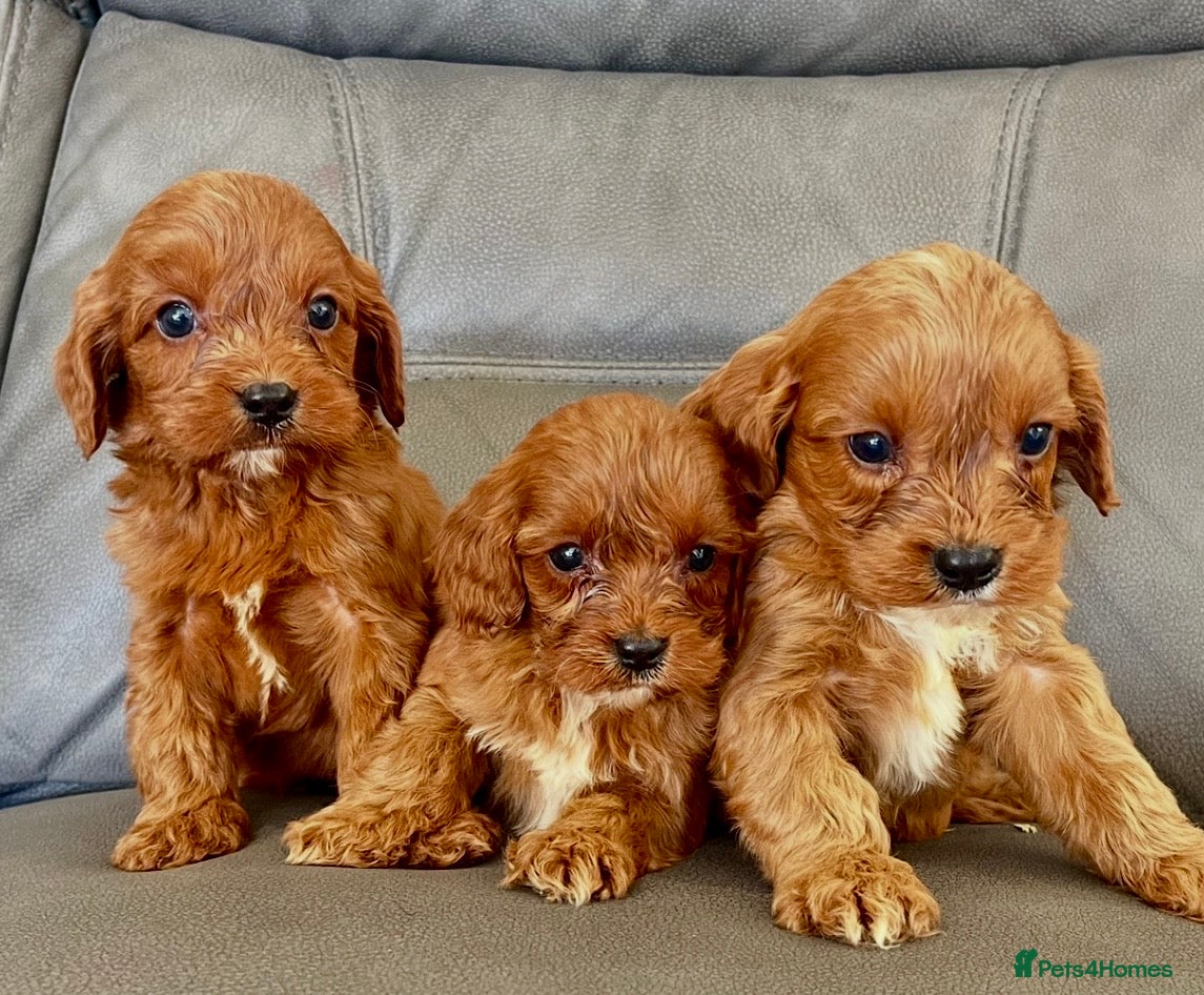 Cavapoo dogs 🐶Stunning  Fox red Cavapoos 🐶 2 boys 1 girl left - Advert 2