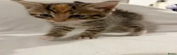 Mixed Breed cats for sale: Bengal Mix Kittens - Advert 8