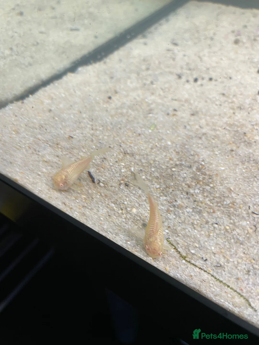 Tetras fish for sale: Healthy Community Fish in Hounslow - Advert 2