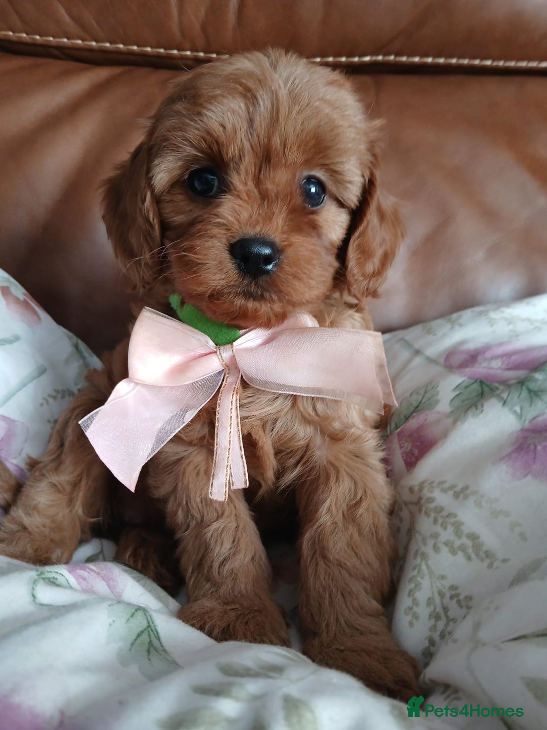 Cavapoo dogs for sale: Cavapoo puppies for sale - Image 5