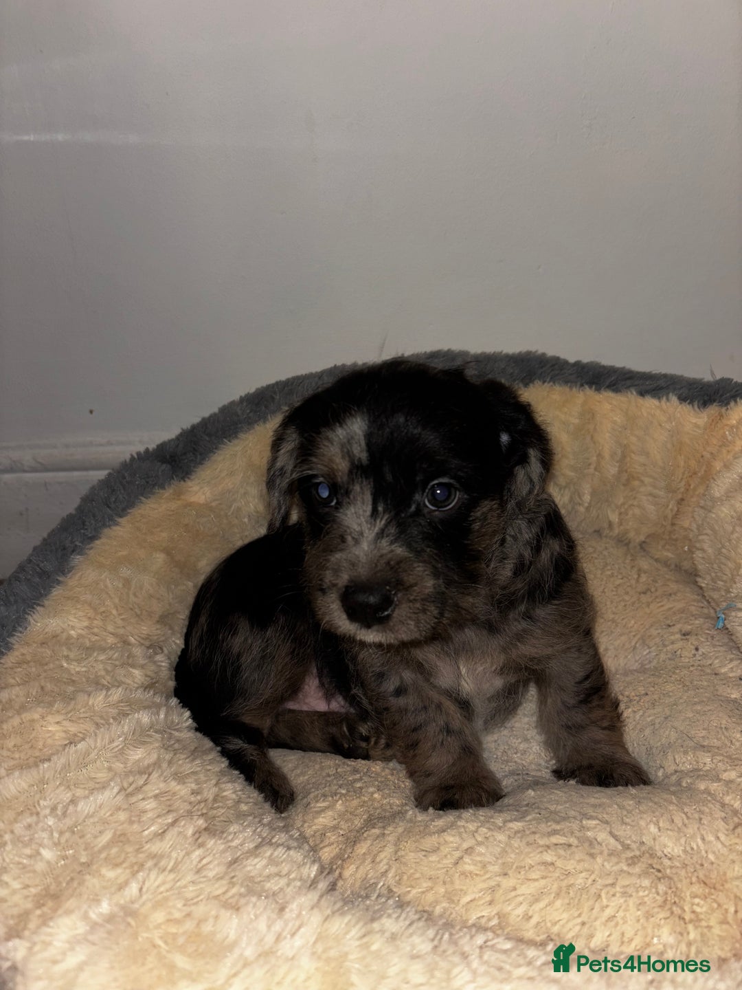 Mixed Breed dogs for sale: Stunning Cockerpoo x cavalier King Charle spaniel  - Advert 14