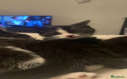 Mixed Breed cats for sale: 18-week old kitten needing a new home  - Image 4