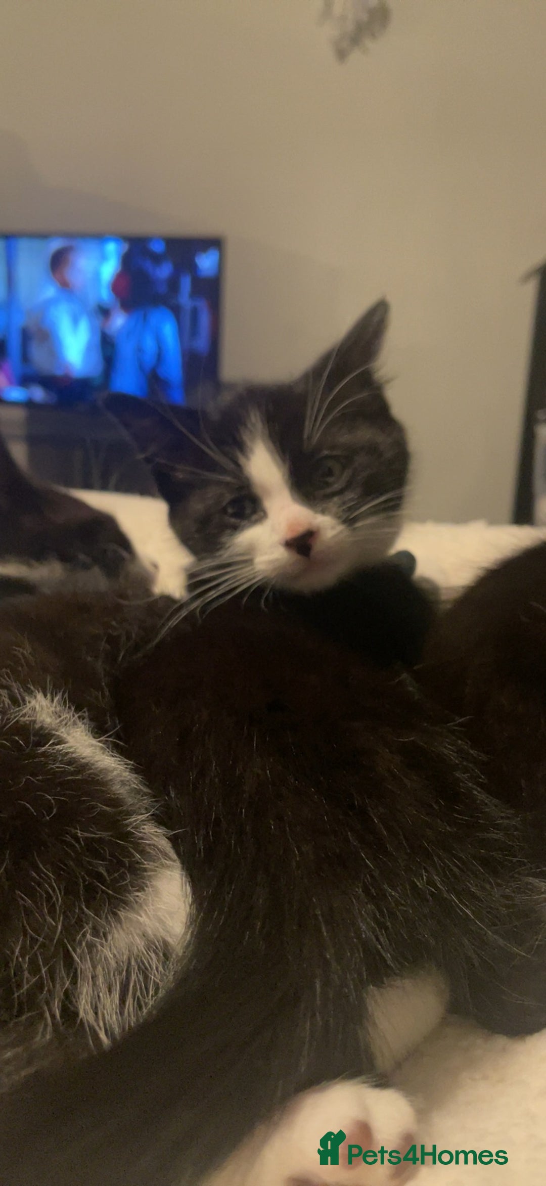 Mixed Breed cats for sale: 18-week old kitten needing a new home  - Image 4